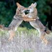Coyote fight